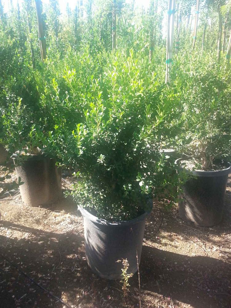 ligustrum-japonicum-texanum-japanese-privet-wax-leaf-ligustrum