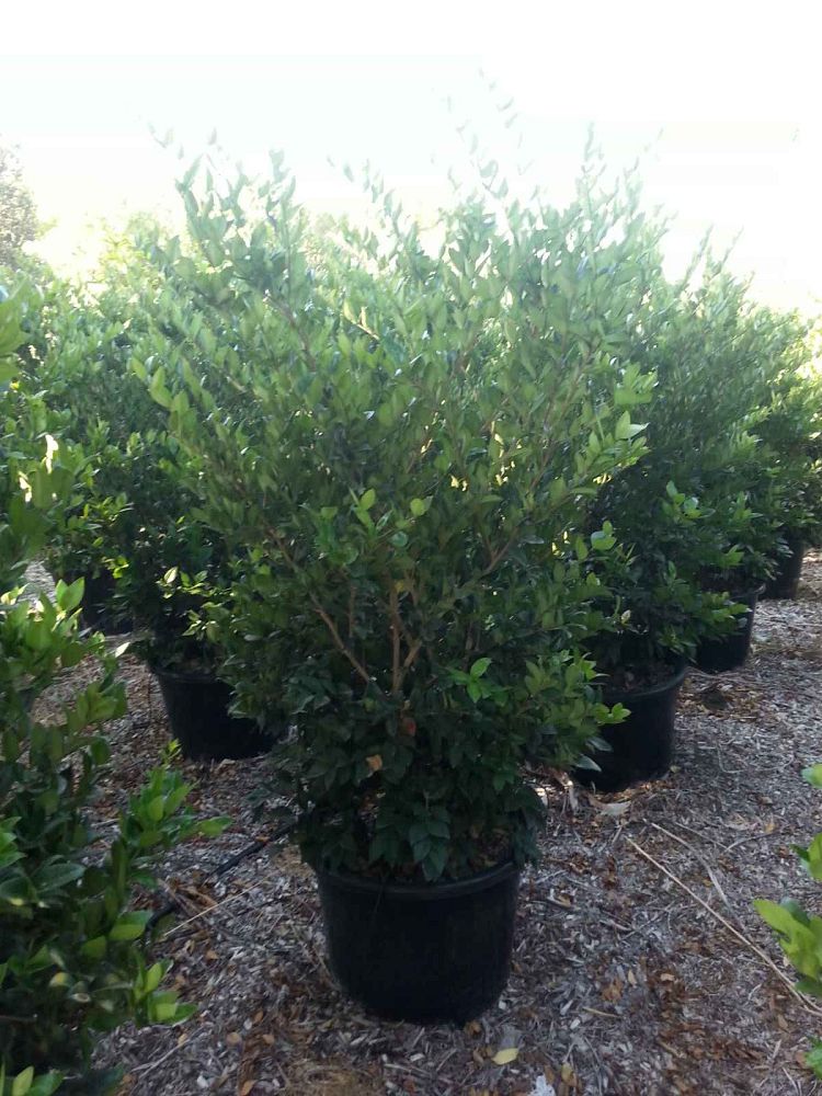 ligustrum-japonicum-texanum-japanese-privet-wax-leaf-ligustrum