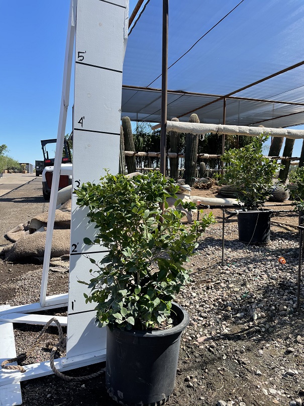 ligustrum-japonicum-texanum-japanese-privet-wax-leaf-ligustrum