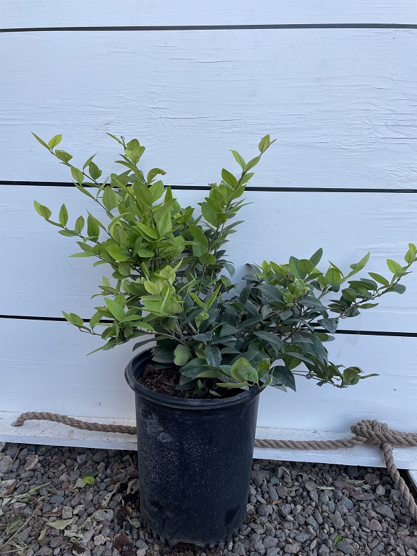 ligustrum-japonicum-texanum-japanese-privet-wax-leaf-ligustrum