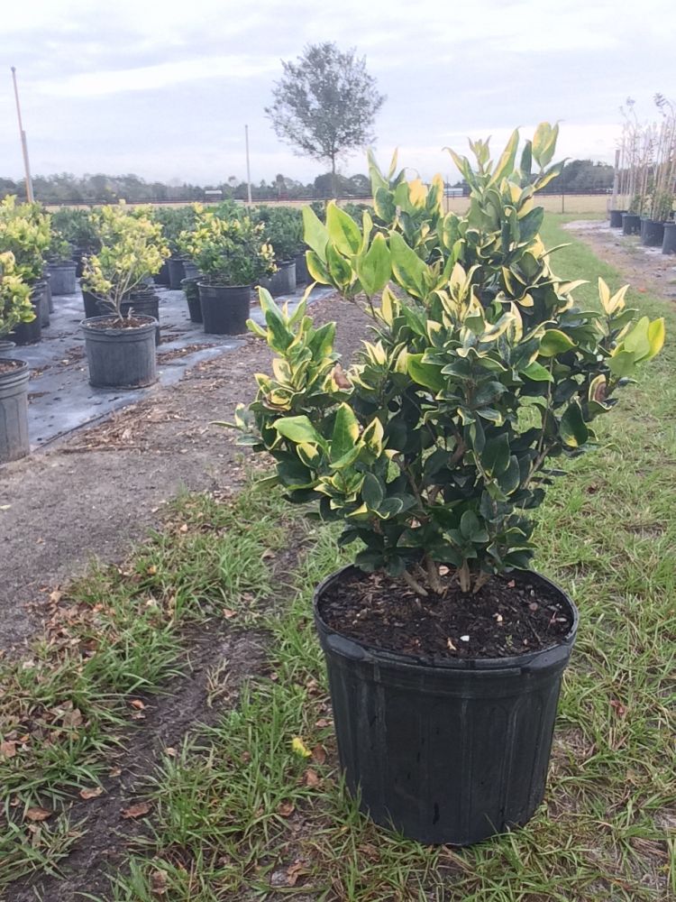 ligustrum-japonicum-variegatum-japanese-privet-wax-leaf-ligustrum