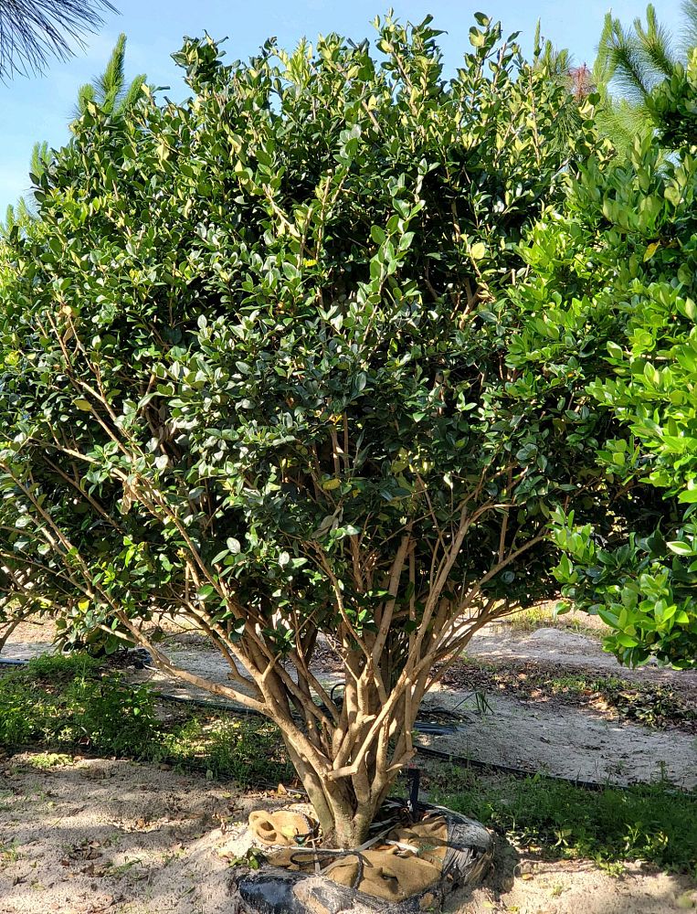 ligustrum-japonicum-variegatum-japanese-privet-wax-leaf-ligustrum