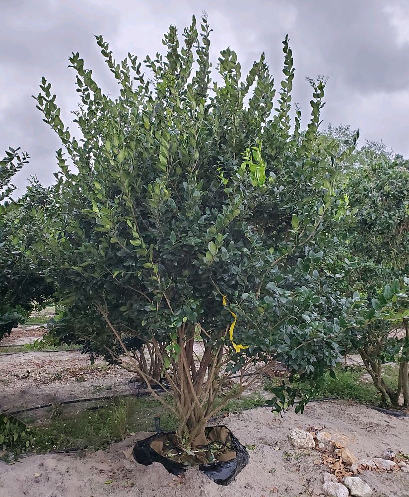 ligustrum-japonicum-variegatum-japanese-privet-wax-leaf-ligustrum