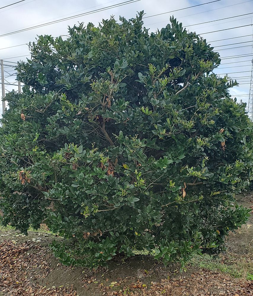 ligustrum-japonicum-variegatum-japanese-privet-wax-leaf-ligustrum