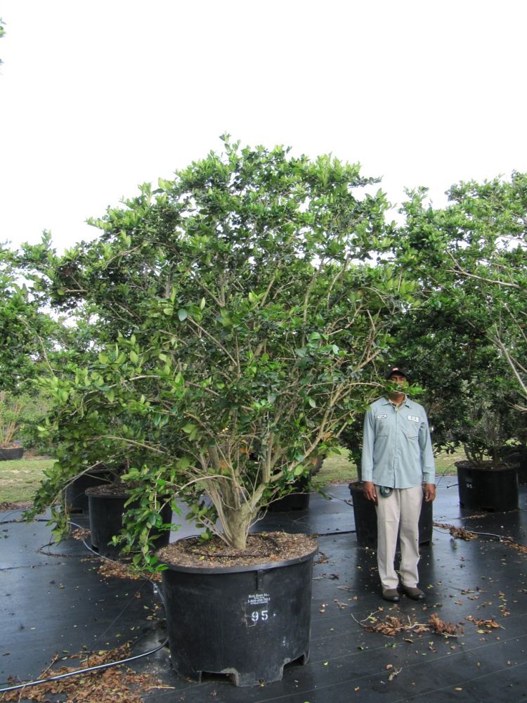 ligustrum-lucidum-glossy-privet-chinese-privet