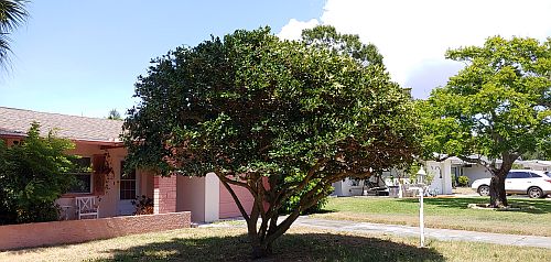 ligustrum-lucidum-glossy-privet-chinese-privet