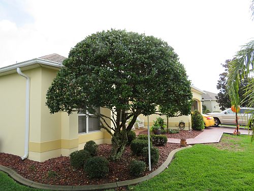 ligustrum-lucidum-glossy-privet-chinese-privet