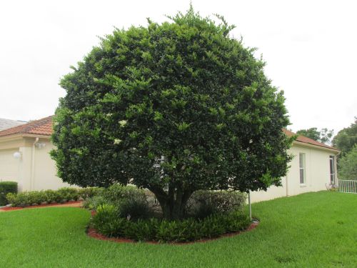 ligustrum-lucidum-glossy-privet-chinese-privet