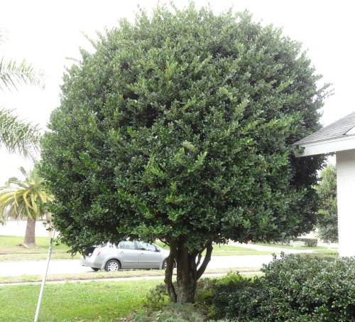 ligustrum-lucidum-glossy-privet-chinese-privet