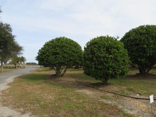 ligustrum-lucidum-glossy-privet-chinese-privet