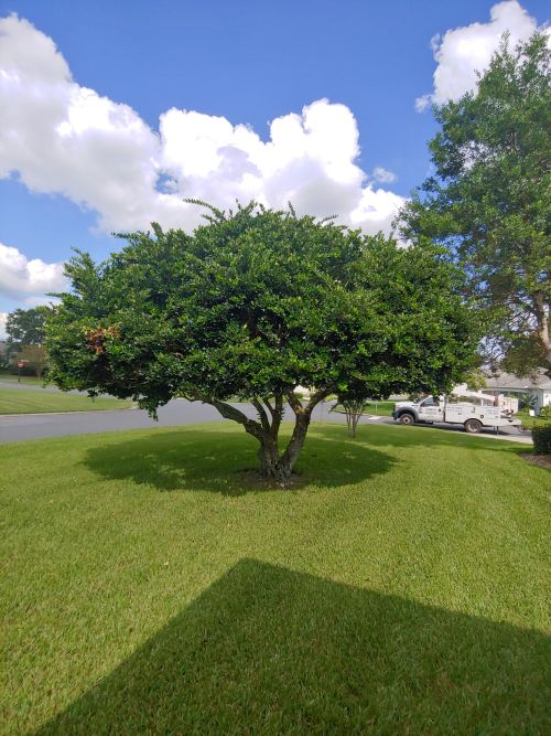 ligustrum-lucidum-glossy-privet-chinese-privet