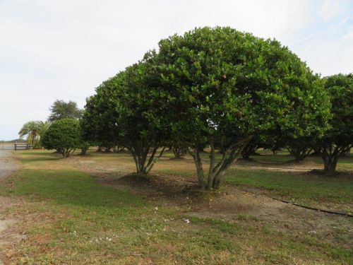 ligustrum-lucidum-glossy-privet-chinese-privet