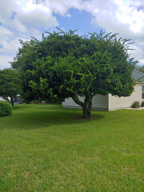 ligustrum-lucidum-glossy-privet-chinese-privet