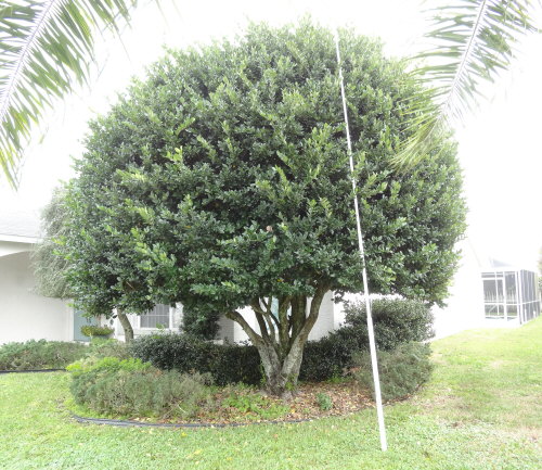 ligustrum-lucidum-glossy-privet-chinese-privet