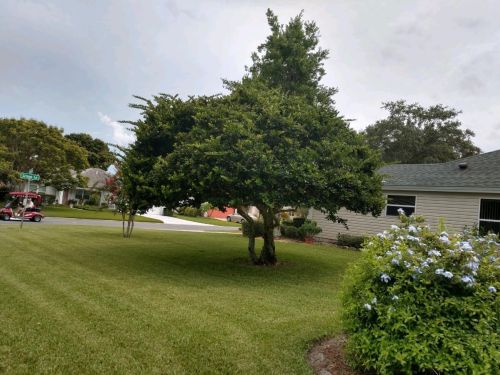 ligustrum-lucidum-glossy-privet-chinese-privet