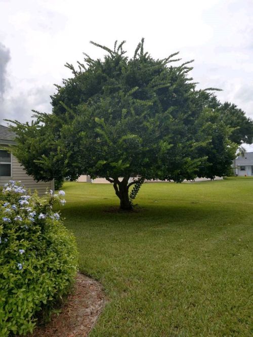 ligustrum-lucidum-glossy-privet-chinese-privet