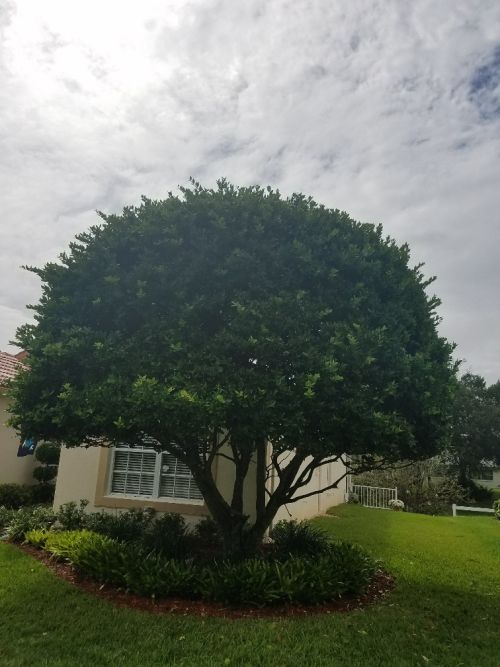 ligustrum-lucidum-glossy-privet-chinese-privet