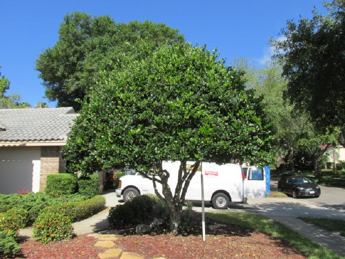 ligustrum-lucidum-glossy-privet-chinese-privet