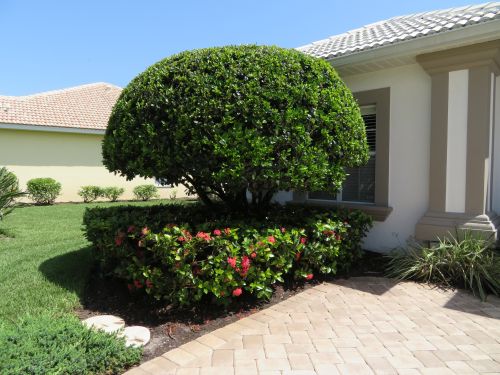 ligustrum-lucidum-glossy-privet-chinese-privet