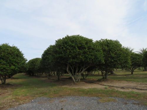 ligustrum-lucidum-glossy-privet-chinese-privet