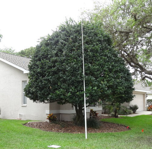 ligustrum-lucidum-glossy-privet-chinese-privet