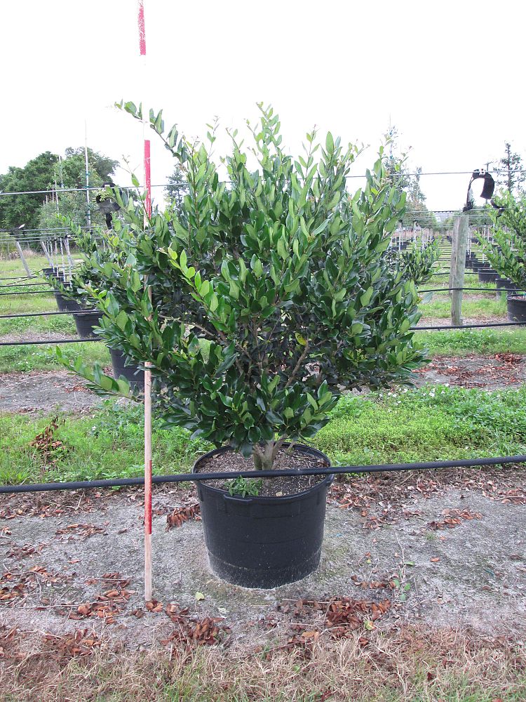 ligustrum-lucidum-glossy-privet-chinese-privet
