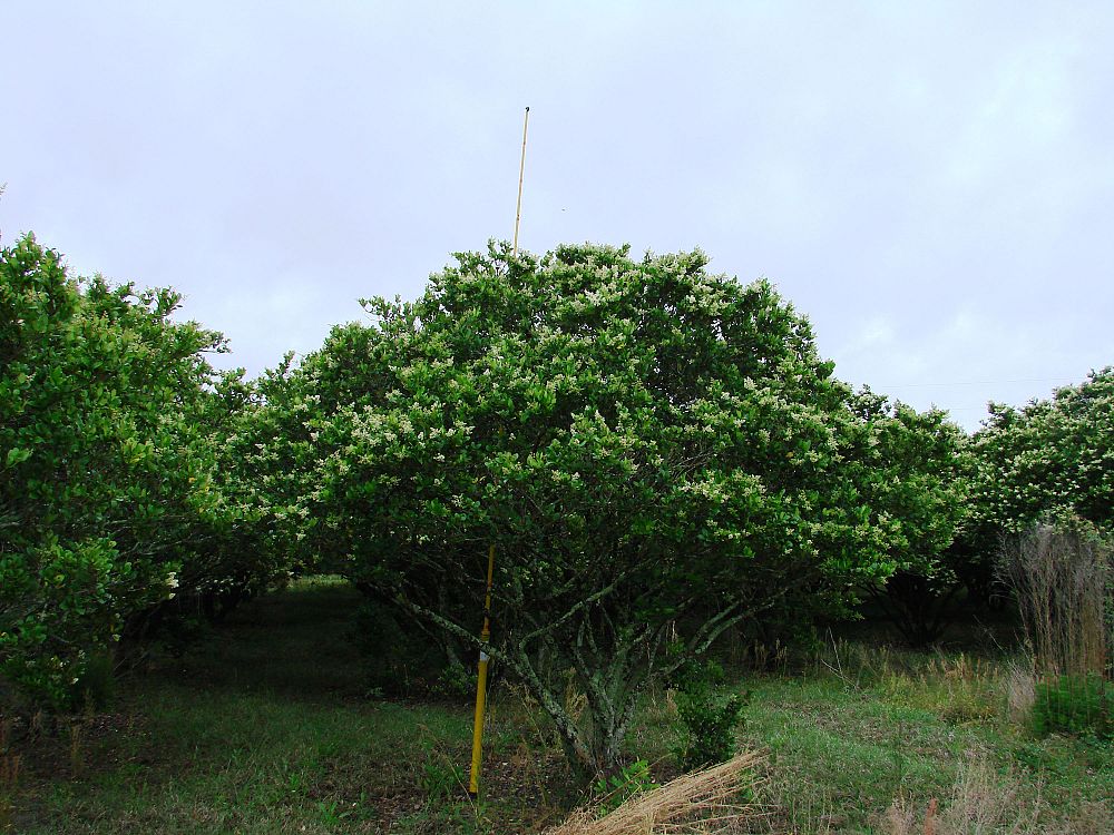 ligustrum-lucidum-glossy-privet-chinese-privet