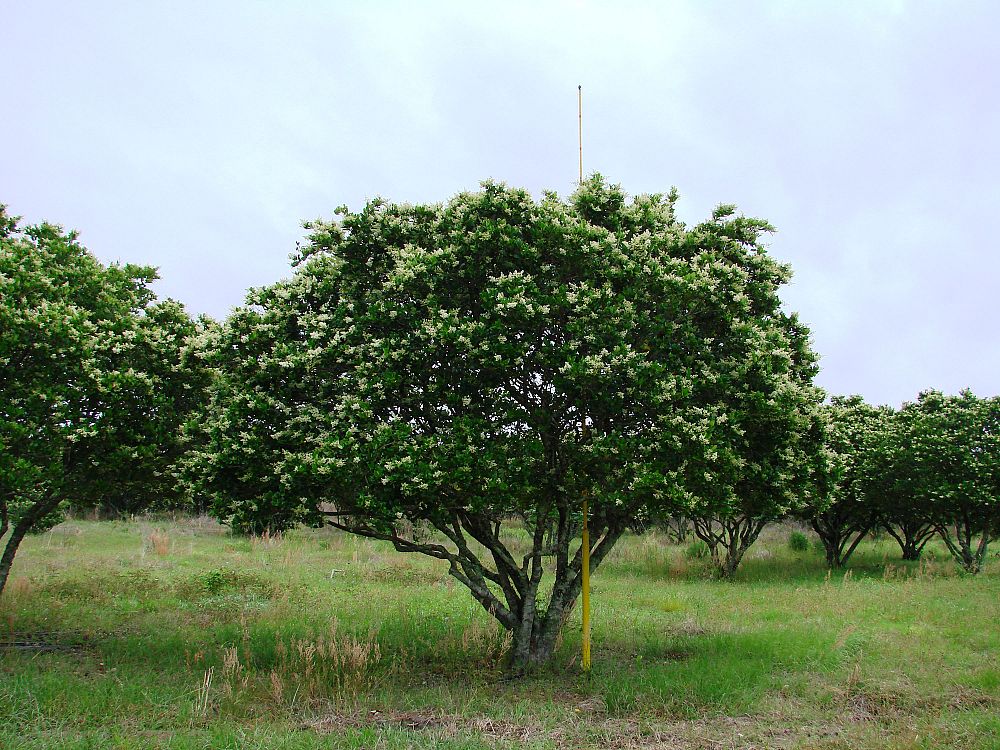 ligustrum-lucidum-glossy-privet-chinese-privet