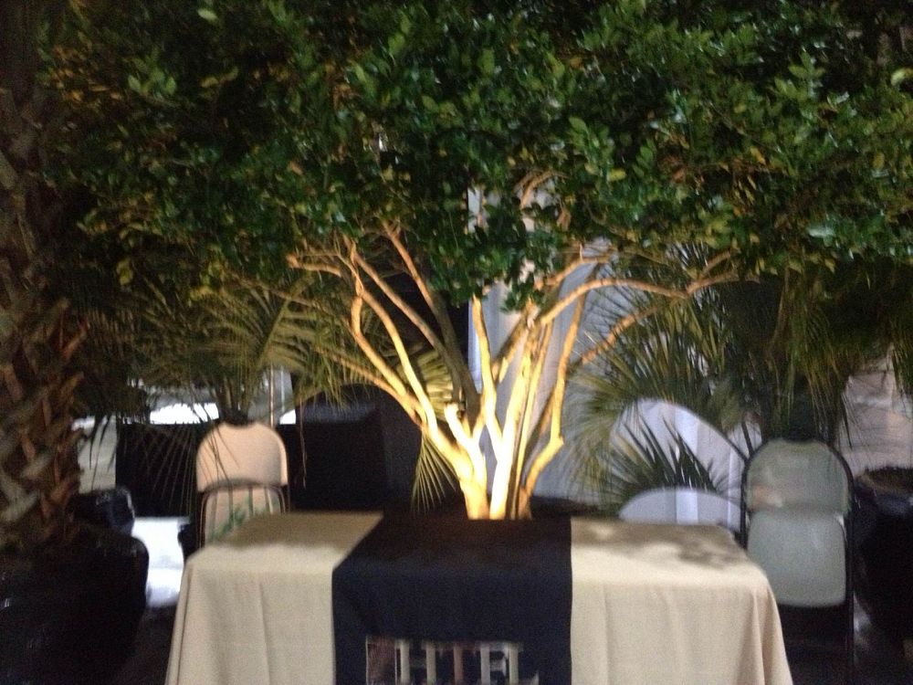 ligustrum-lucidum-glossy-privet-chinese-privet