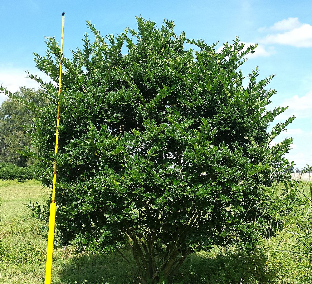 ligustrum-lucidum-glossy-privet-chinese-privet