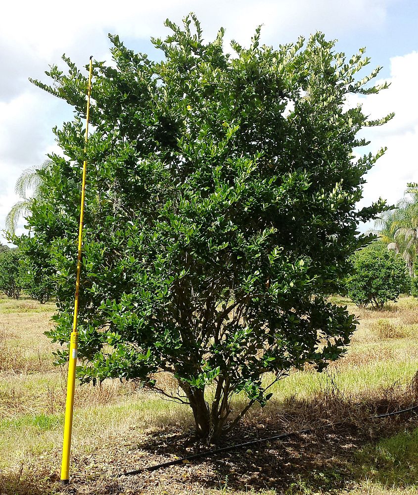 ligustrum-lucidum-glossy-privet-chinese-privet