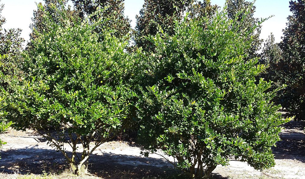 ligustrum-lucidum-glossy-privet-chinese-privet