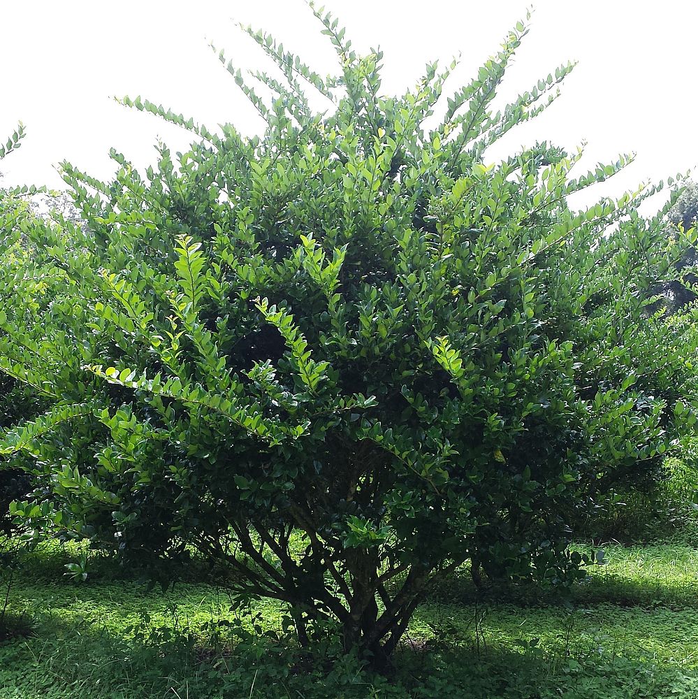 ligustrum-lucidum-glossy-privet-chinese-privet