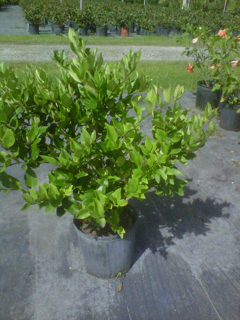 ligustrum-lucidum-glossy-privet-chinese-privet