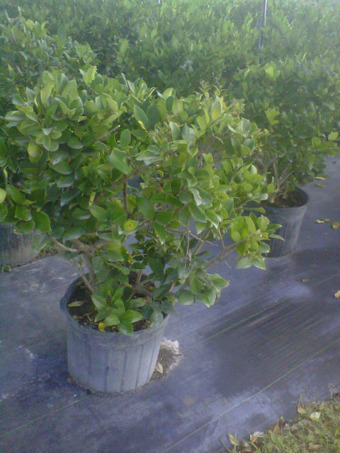 ligustrum-lucidum-glossy-privet-chinese-privet