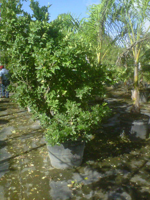 ligustrum-lucidum-glossy-privet-chinese-privet