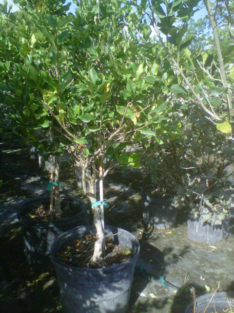 ligustrum-lucidum-glossy-privet-chinese-privet