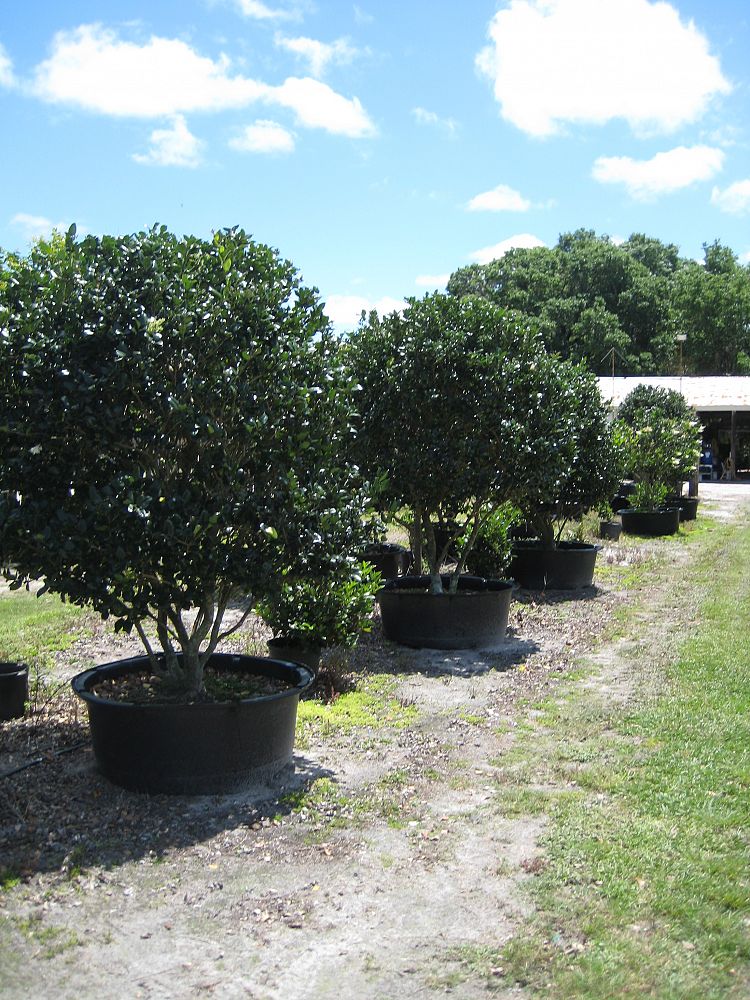 ligustrum-lucidum-glossy-privet-chinese-privet