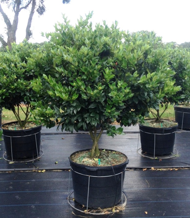 ligustrum-lucidum-glossy-privet-chinese-privet
