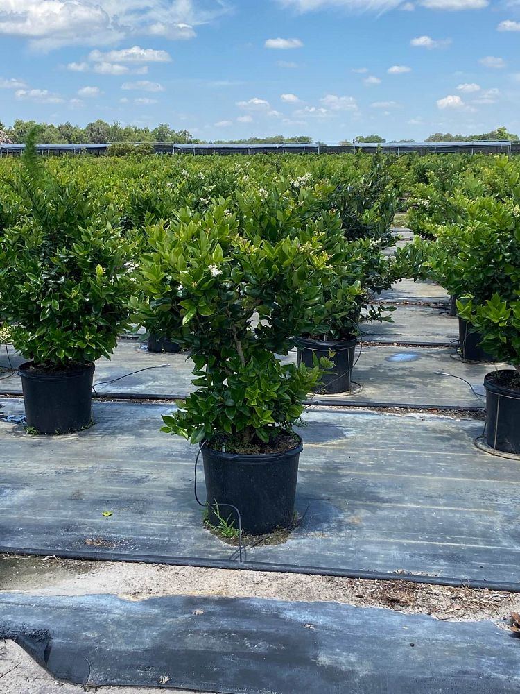 ligustrum-lucidum-glossy-privet-chinese-privet