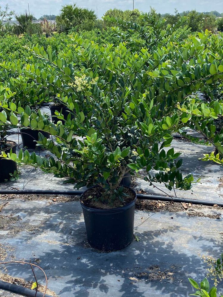 ligustrum-lucidum-glossy-privet-chinese-privet