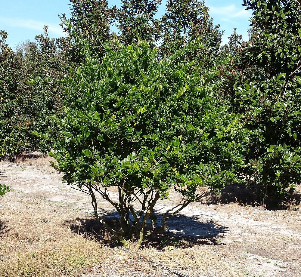 ligustrum-lucidum-glossy-privet-chinese-privet