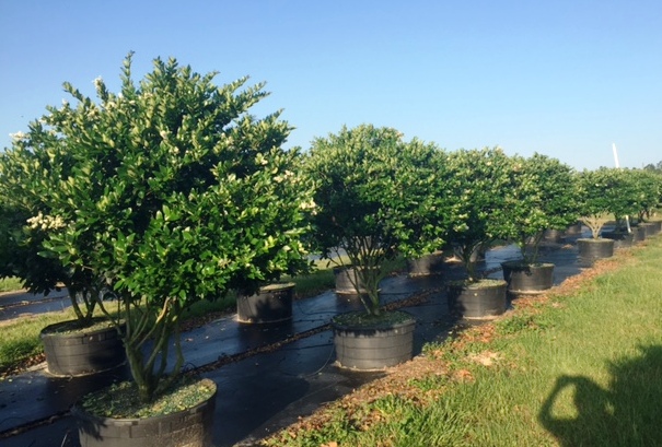 ligustrum-lucidum-glossy-privet-chinese-privet