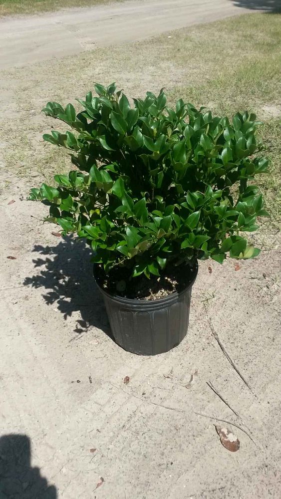 ligustrum-lucidum-glossy-privet-chinese-privet