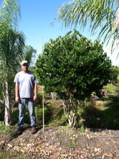 ligustrum-lucidum-glossy-privet-chinese-privet