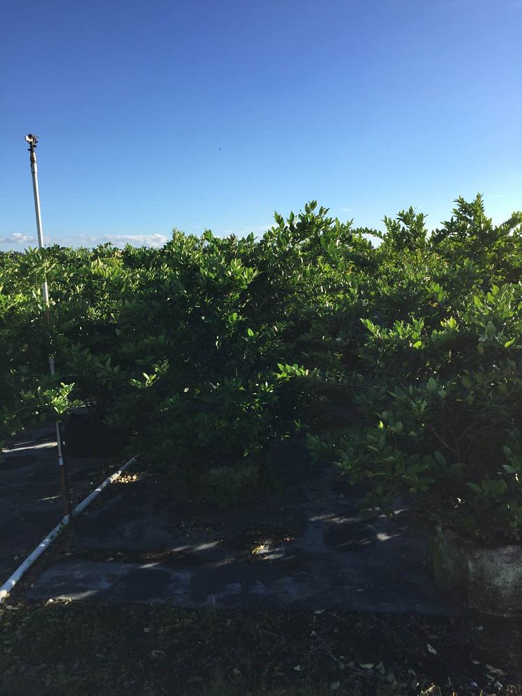 ligustrum-lucidum-glossy-privet-chinese-privet