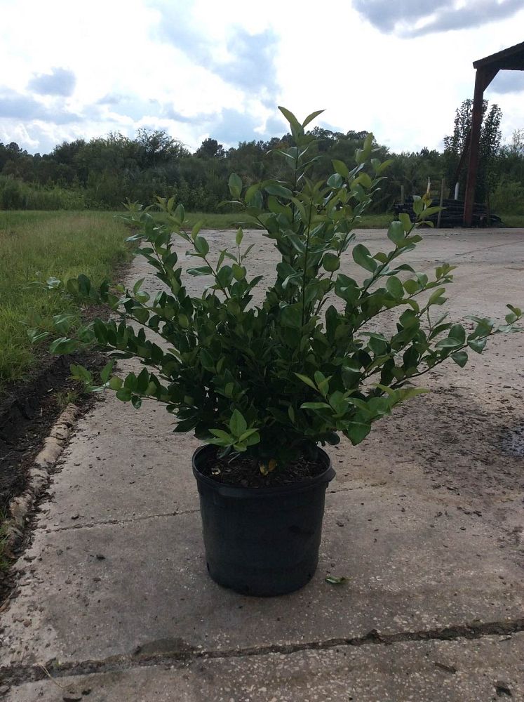 ligustrum-lucidum-glossy-privet-chinese-privet