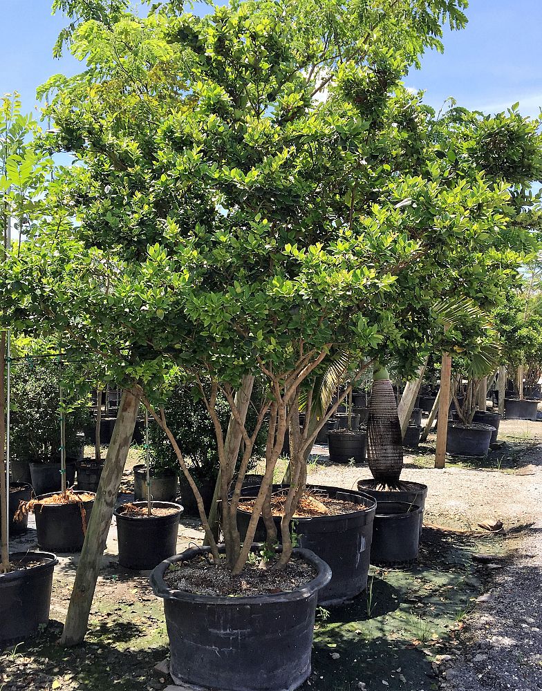 ligustrum-lucidum-glossy-privet-chinese-privet