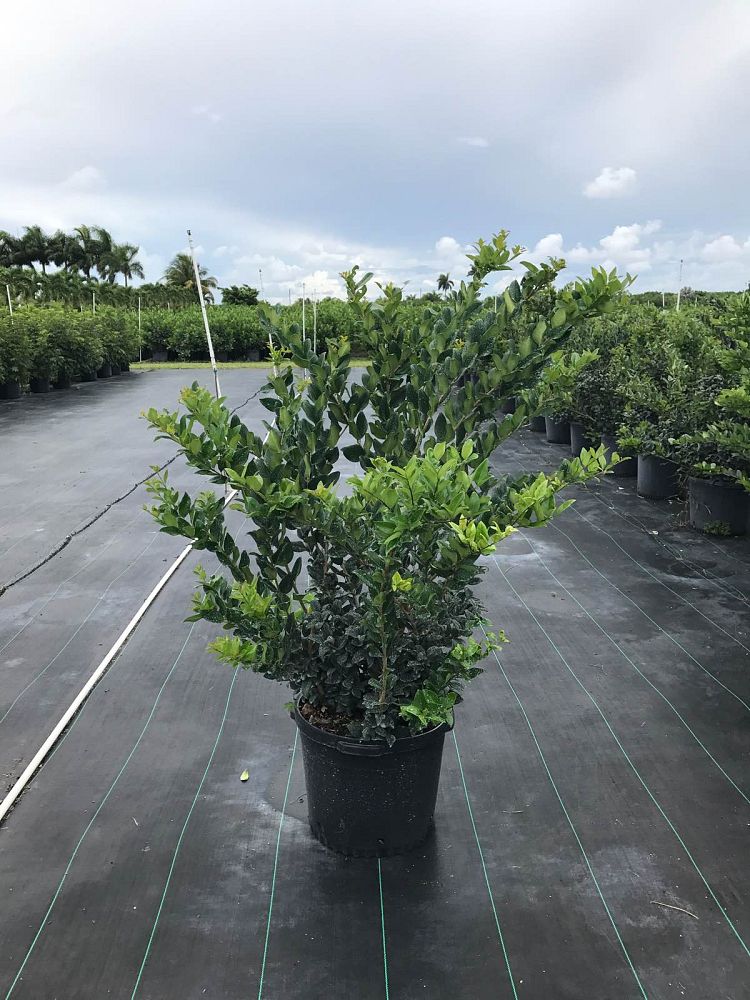 ligustrum-lucidum-glossy-privet-chinese-privet