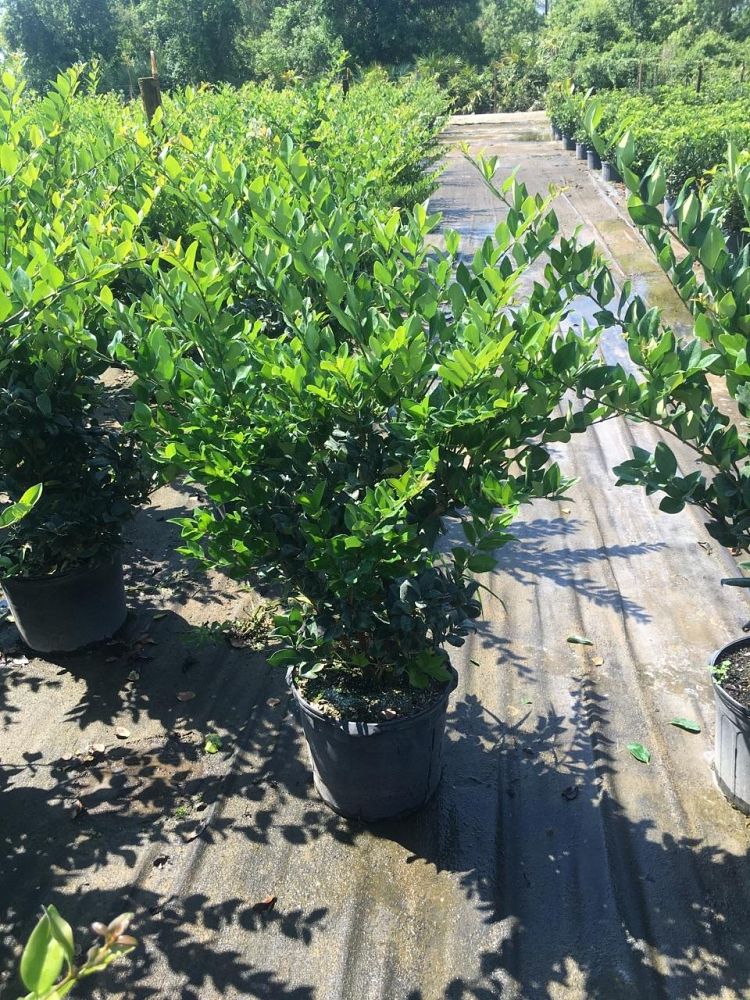 ligustrum-lucidum-glossy-privet-chinese-privet